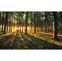 Peisaj forestier cu copaci și lumină solară