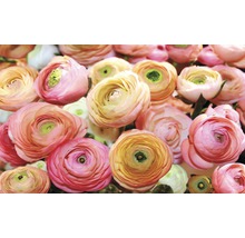 Prim-plan cu flori de piciorul-cocoșului persan