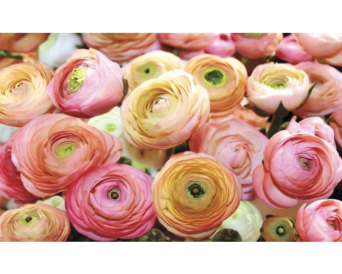 Prim-plan cu flori de piciorul-cocoșului persan