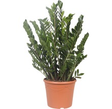 Zamioculcas plantă de interior în ghiveci