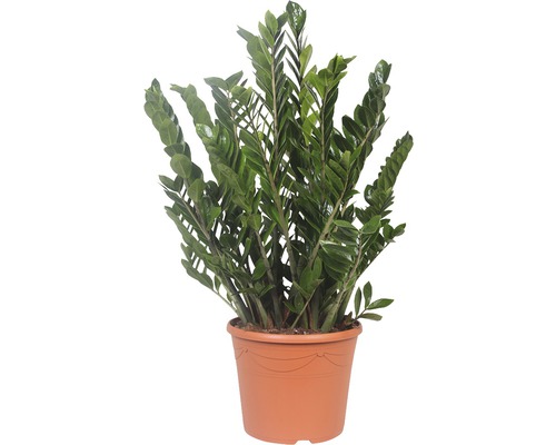 Planta ZZ FloraSelf Zamioculcas zamiifolia H 90-120 cm ghiveci Ø 35 cm Zamioculcas plantă de interior în ghiveci