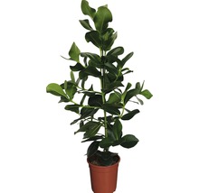 Planta autograf FloraSelf Clusia rosea H 100-120 cm ghiveci Ø 24 cm