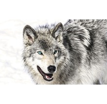 Prim-plan cu un lup cu blană deschisă la culoare