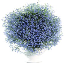 Lobelia FloraSelf Lobelia erinus ghiveci Ø 9 cm