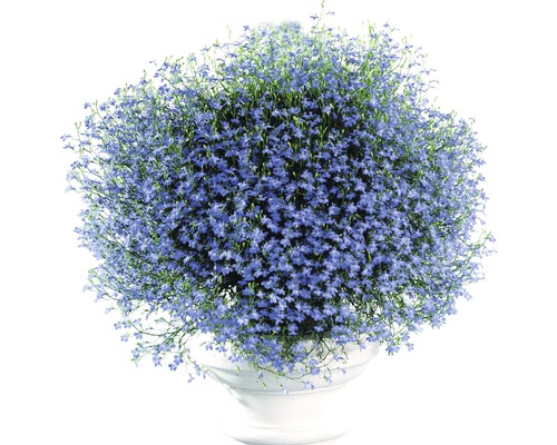 Lobelia FloraSelf Lobelia erinus ghiveci Ø 9 cm