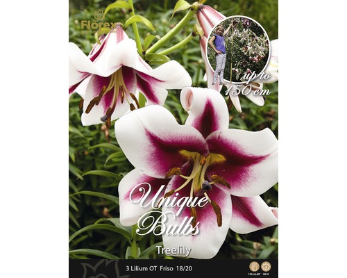 Pachet cu trei bulbi de crin Lilium OT Friso, cu o înălțime maximă de 150 de centimetri.