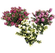 Trei Gaultheria în ghivece cu fructe de pădure