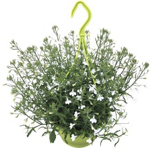 Lobelia curgătoare în ghiveci