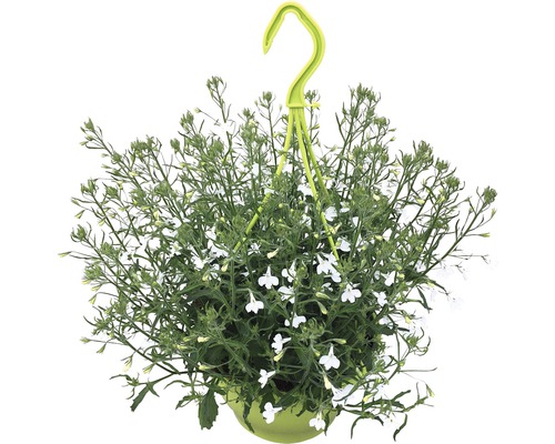 Lobelia FloraSelf Lobelia richardii ghiveci Ø 21 cm