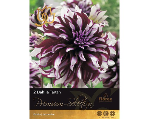 Bulb Premium Selection Dalie 'Tartan', 2 buc.