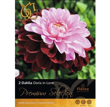 Pachet cu doi bulbi de dalie decorativă Daria in Love