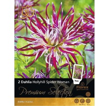 Pachet cu doi bulbi de Dahlia Hollyhill Spider Woman