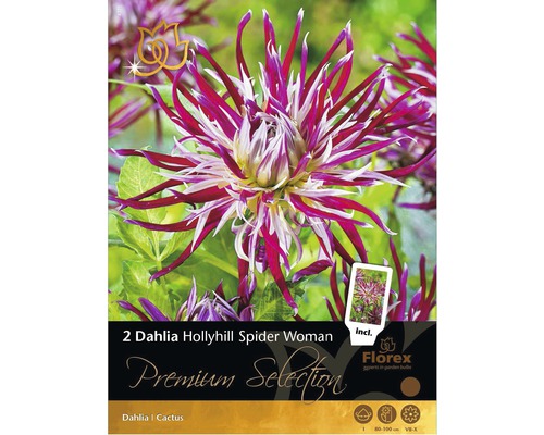 Bulbi de flori Premium Selection Dalie 'Holly Hill Spide' 2 buc.