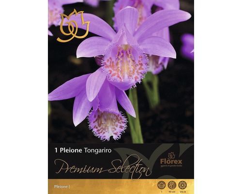 Bulb Premium Selection Orhidee tibetană, 1 buc.
