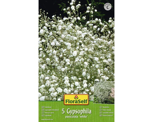 Bulb FloraSelf® Gypsophylla, albă, 5 buc