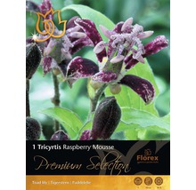 Tricyrtis Raspberry Mousse plantă de grădină