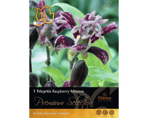 Bulbi de flori Premium Selection Tricyrtus 'Raspberry Mousse' 1 buc.