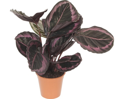 Planta care se roagă FloraSelf Calathea Cultivars 'Suprise Star' H 30-40 cm ghiveci Ø 14 cm