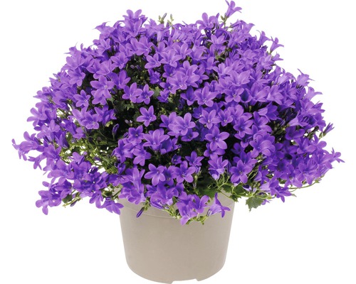 Clopoțel FloraSelf Campanula portenschlagiana 'Intens Purple' ghiveci Ø 20 cm Clopoțel în ghiveci