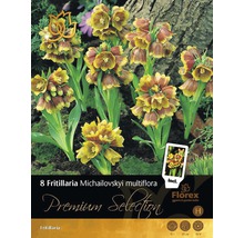 Pachet cu opt bulbi de Fritillaria Michailovskyi multiflora