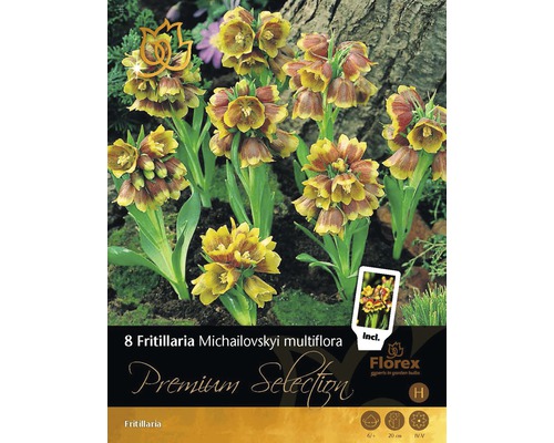 Bulbi de flori Premium Fritilaria Michailovskyi multiflora 8 buc.