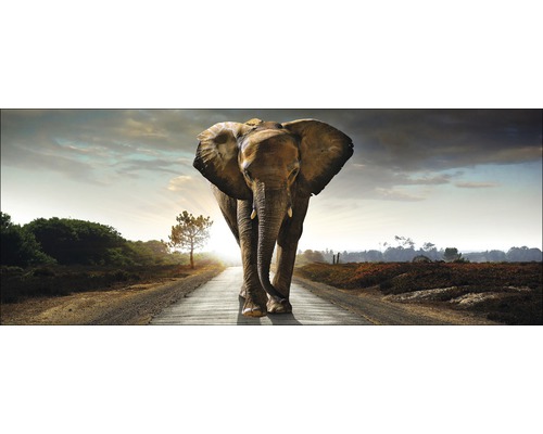 Tablou sticlă Elephant 50x125 cm
