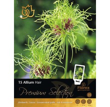 Pachet de ceapă decorativă Allium Hair, conține 15 bulbi de flori