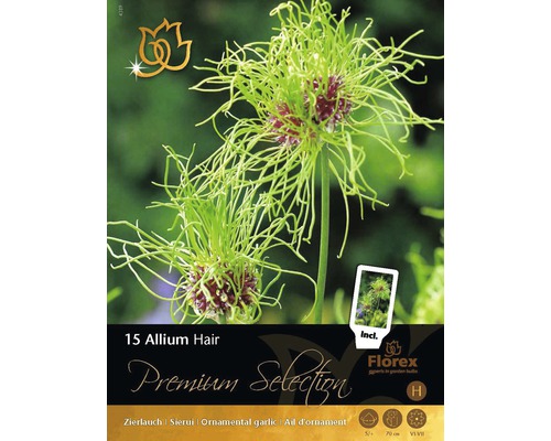 Bulbi de flori Premium Allium Hair 15 buc.