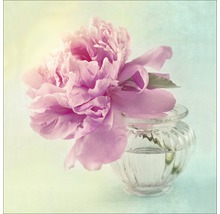 Tablou sticlă Sweet Peony II 50x50 cm