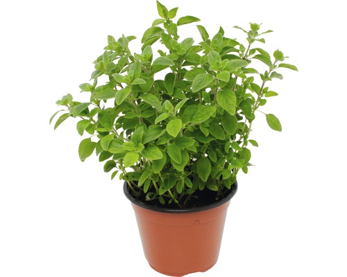 Oregano FloraSelf Origanum vulgare 'Diabolo' ghiveci Ø 12 cm