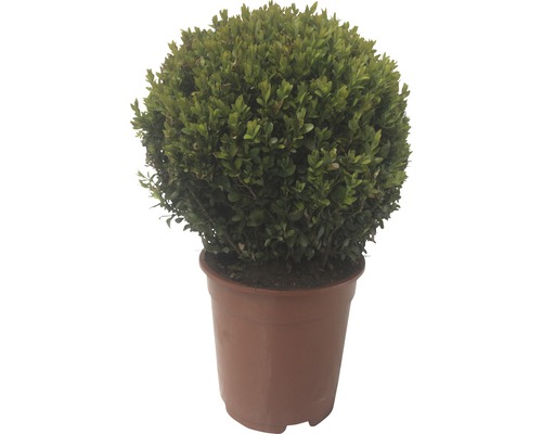 Buxus sferic în ghiveci