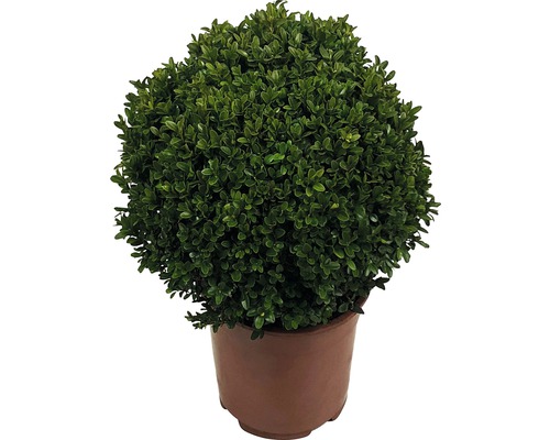 Buxus sub formă de bilă în ghiveci