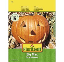 FloraSelf semințe de dovleac "Big Max"-thumb-0