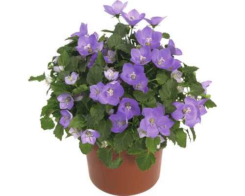 Clopoței la ghiveci