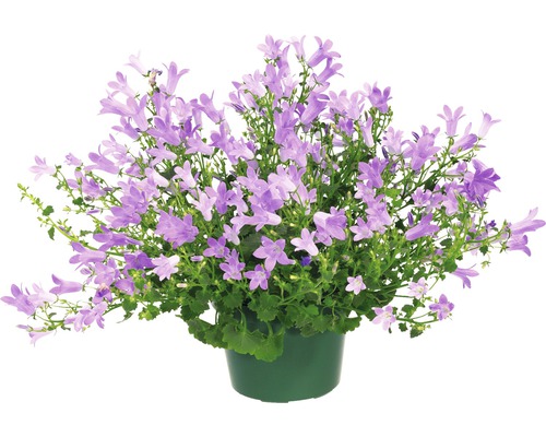 Clopoțel într-un ghiveci