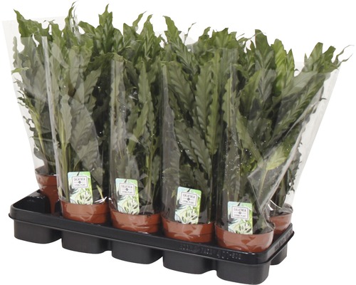 Tavă cu mai multe plante de interior Calathea în ghiveci, ambalate în folie de plastic