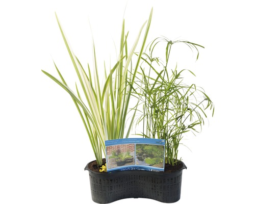 Set de plante de iaz în ghiveci cu diferite plante acvatice