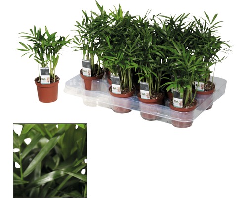 Mai mulți palmieri pitici în ghivece pe o tavă