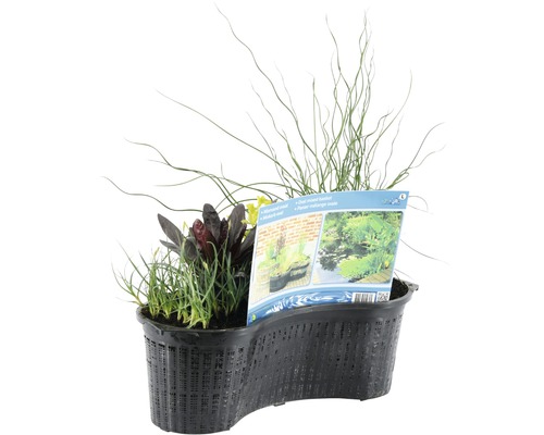 Ghiveci cu plante de iaz pentru iazul de grădină