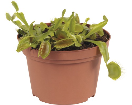 Venus Flytrap într-un ghiveci