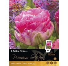 Ambalaj lalele Pinksize, soi dublu tardiv, 8 bucăți