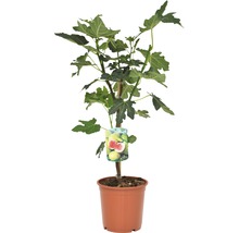 Pom fructifer Smochin FloraSelf Ficus carica H 40-60 cm Co 15 L-thumb-2