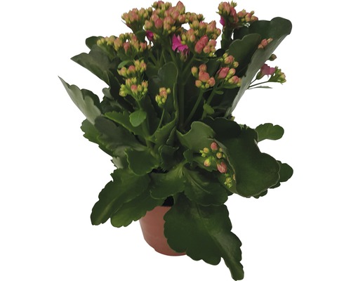 FloraSelf Kalanchoe blossfeldiana 'Calandiva' H 20-25 cm ghiveci Ø 12 cm roz Kalanchoe în ghiveci cu frunze verzi și boboci de flori roz