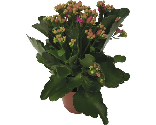 FloraSelf Kalanchoe blossfeldiana 'Calandiva' H 20-25 cm ghiveci Ø 12 cm roz