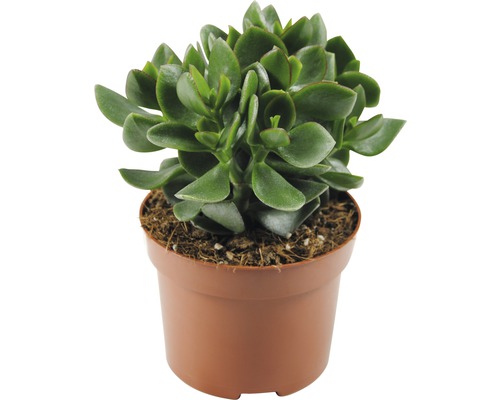 Arborele de bani FloraSelf Crassula ovata 'Hulk' H 15-20 cm ghiveci Ø 12 cm Crassula, Arborele de jad în ghiveci