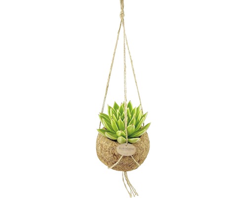 Plantă Kokedama suspendată cu suspensie cu șnur