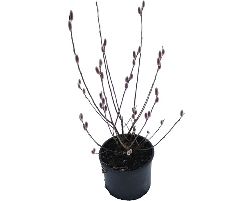 Salcie Mount Aso FloraSelf Salix gracilistyla 'Mount Aso' H 40-60 cm Co 5 L Salcie pisătoare în ghiveci