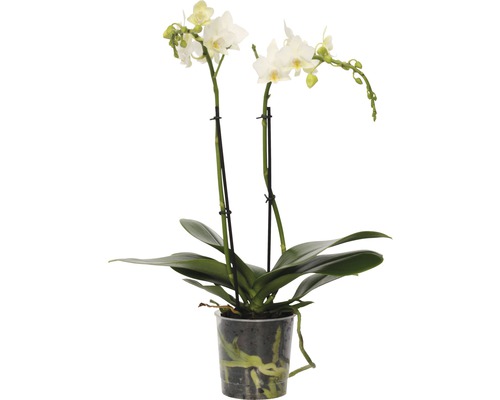 Orhidee fluture FloraSelf Phalaenopsis-Cultivars Multiflower H 30-40 cm ghiveci Ø 9 cm albă