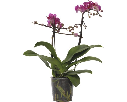 Orhidee fluture FloraSelf Phalaenopsis-Cultivars Multiflower H 30-40 cm ghiveci Ø 9 cm roz închis