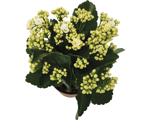 Plantă Kalanchoe cu flori albe în ghiveci